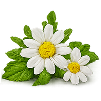 BHRINGRAJ